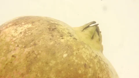Pomegranate fruit cut Stock Footage 118115170