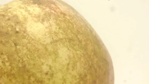 Pomegranate fruit cut Stock Footage 118115173