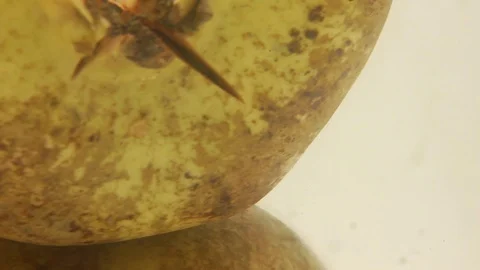 Pomegranate fruit cut Stock Footage 118115255