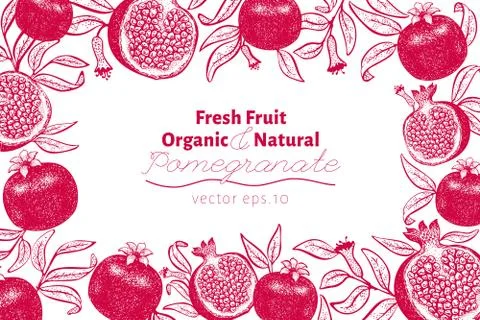 Pomegranate fruit design template. Hand drawn vector fruit illustration. Engr Stock Illustration