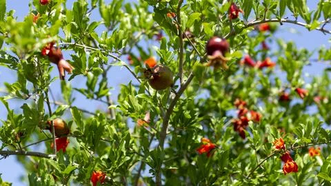 Pomegranate fruit from the down view 写真素材