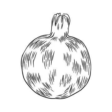 Pomegranate fruit drawn in flat style. Hand drawn illustration. Vector Stock Illustration