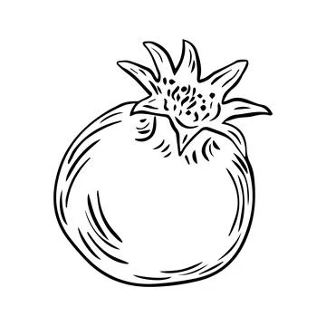 Pomegranate fruit drawn in flat style. Hand drawn illustration. Vector Stock Illustration