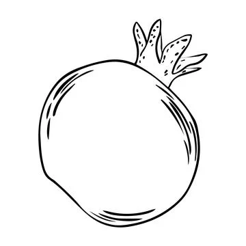 Pomegranate fruit drawn in flat style. Hand drawn illustration. Vector Stock Illustration