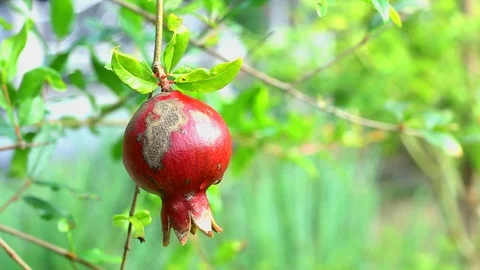 Pomegranate fruit Stock-Footage 104689514