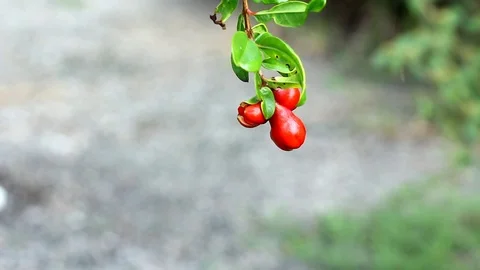 Pomegranate fruit Stock Footage 104689536