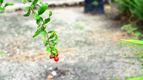Pomegranate fruit Stock Footage 104689547