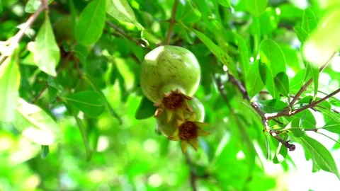 Pomegranate fruit Video stock 112515546