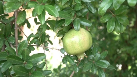 Pomegranate fruit Stock Footage 128251978