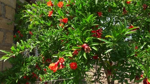 Pomegranate Fruit Growing on Tree Video stock 159538214