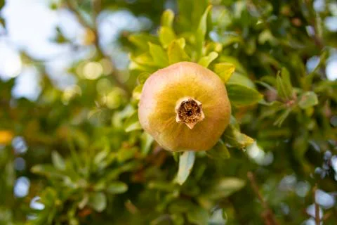 Pomegranate fruit hangs from the branches of a tree in Spain Stock Photos