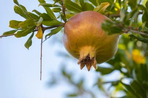 Pomegranate fruit hangs from the branches of a tree in Spain Stock Photos