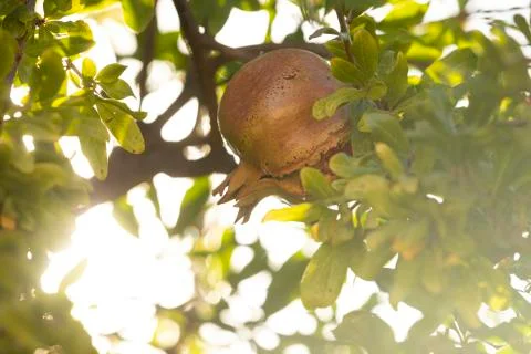Pomegranate fruit hangs from the branches of a tree in Spain Stock Photos