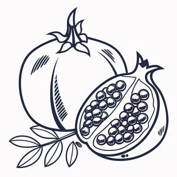Pomegranate Fruit Icon - Simple Line Vector Art on White Illustrazione stock