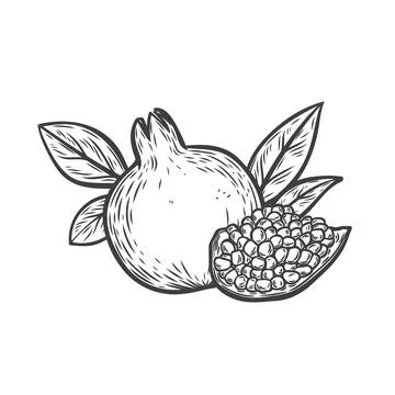 Pomegranate fruit in line drawing style Stock Illustration