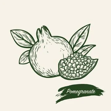 Pomegranate fruit in line drawing style Stock Illustration