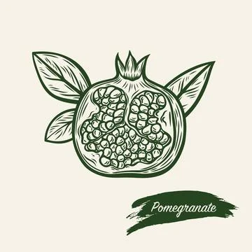Pomegranate fruit in line drawing style Stock Illustration