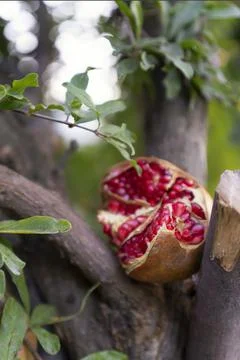 Pomegranate fruit opened broken on a tree. beautiful ripe delicious fresh fruit Stock Photos