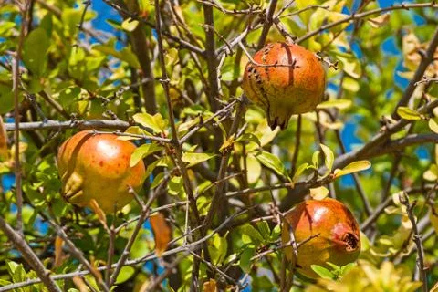 Pomegranate fruit. Stock Photos
