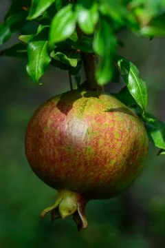 Pomegranate fruit Stock Photos