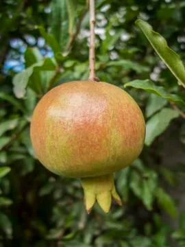 Pomegranate Fruit Stock Photos