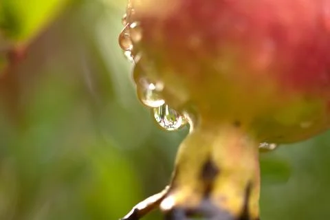 Pomegranate fruit with raindrops on tree macro photography close-up Fotos Stock
