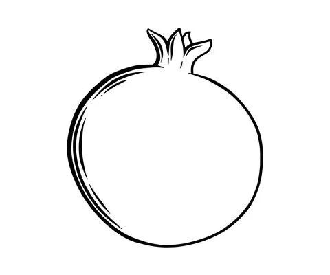Pomegranate fruit side view. Colored exotic pomegranate fruit. Vector Stock-Illustration