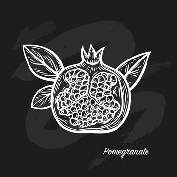 Pomegranate fruit in the style of line drawing on a black background Stock Illustration