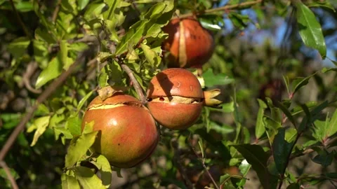 Pomegranate Fruit on the Tree branch Stock Footage 225121525