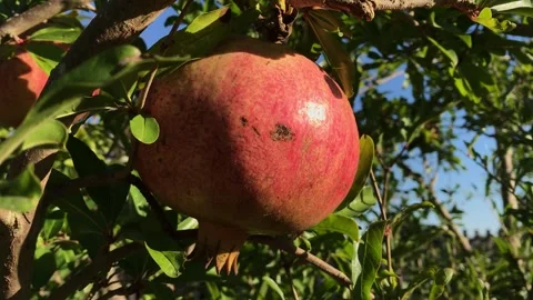 POMEGRANATE FRUIT ON THE TREE BRANCH Stock Footage 296598880