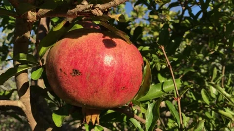 POMEGRANATE FRUIT ON THE TREE BRANCH Stock Footage 296598980