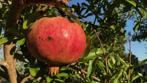 POMEGRANATE FRUIT ON THE TREE BRANCH Stock Footage 296599035