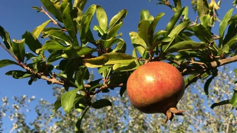 POMEGRANATE FRUIT ON THE TREE BRANCH Stock Footage 296599064