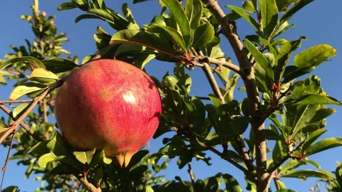 POMEGRANATE FRUIT ON THE TREE BRANCH Stock Footage 296599157