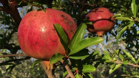 POMEGRANATE FRUIT ON THE TREE BRANCH Stock Footage 296599432