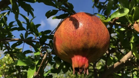 POMEGRANATE FRUIT ON THE TREE BRANCH Stock Footage 296599516