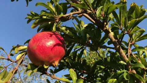 POMEGRANATE FRUIT ON THE TREE BRANCH Stock Footage 296820831