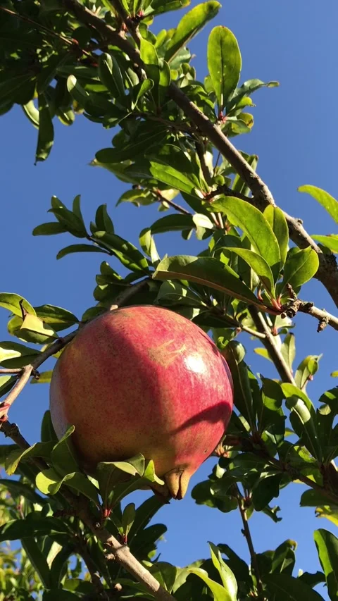 POMEGRANATE FRUIT ON THE TREE BRANCH Stock Footage 296898979