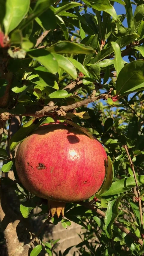 POMEGRANATE FRUIT ON THE TREE BRANCH Stock Footage 296899030