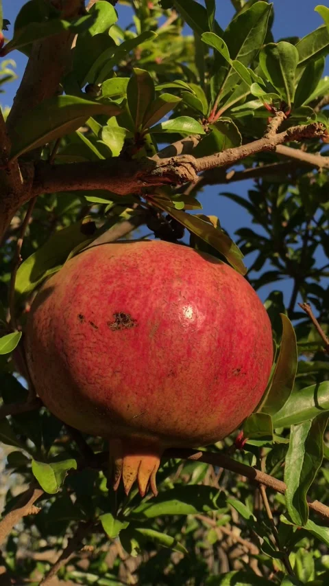 POMEGRANATE FRUIT ON THE TREE BRANCH Stock Footage 296899095