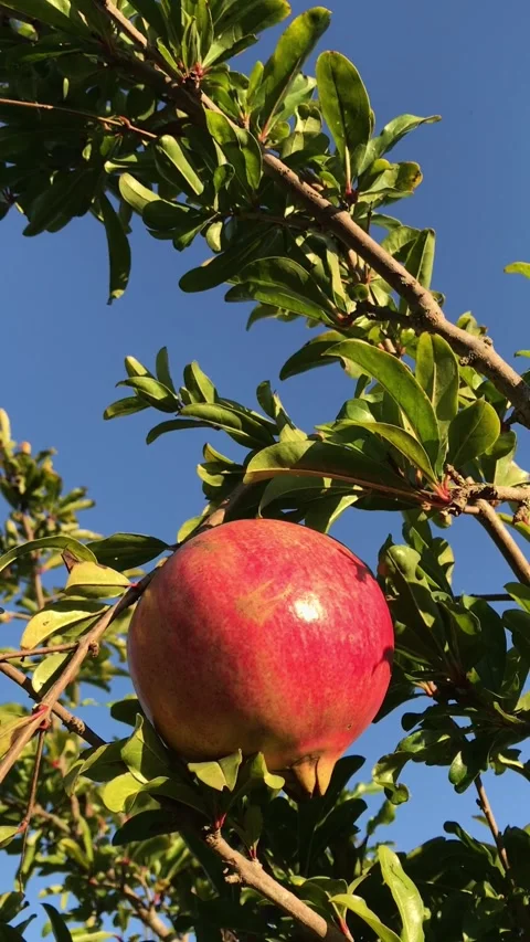 POMEGRANATE FRUIT ON THE TREE BRANCH Stock Footage 296899249