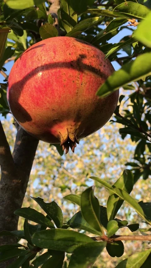 POMEGRANATE FRUIT ON THE TREE BRANCH Stock Footage 296899276