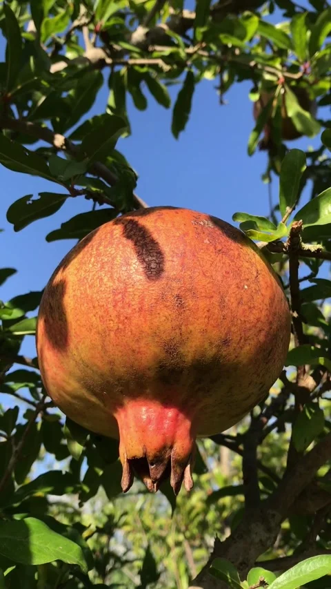 POMEGRANATE FRUIT ON THE TREE BRANCH Stock Footage 296899408