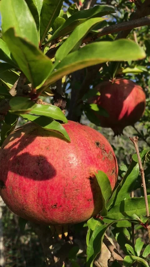 POMEGRANATE FRUIT ON THE TREE BRANCH Stock Footage 296899498
