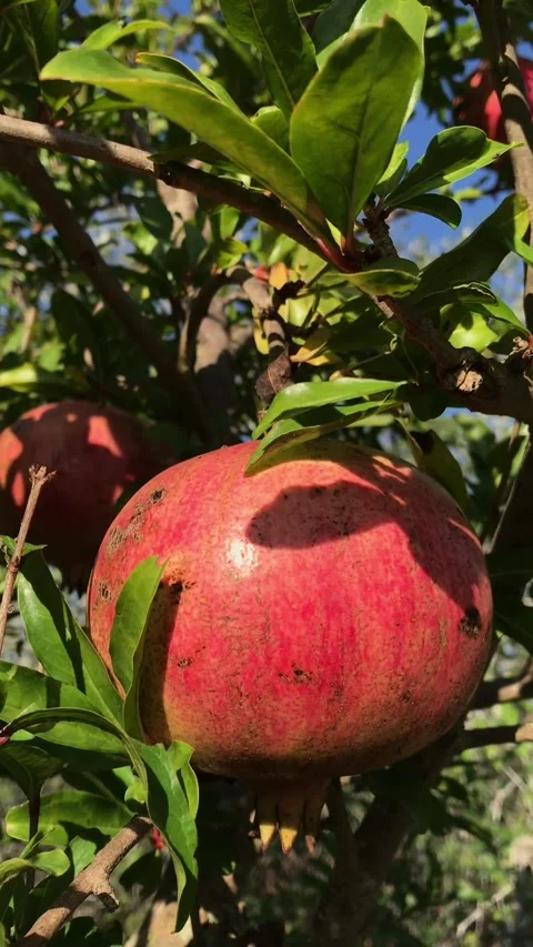 POMEGRANATE FRUIT ON THE TREE BRANCH Stock Footage 296899526