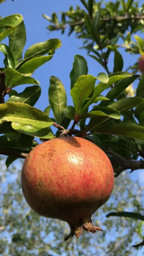 POMEGRANATE FRUIT ON THE TREE BRANCH Stock Footage 296899802