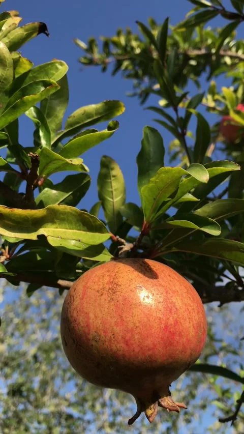 POMEGRANATE FRUIT ON THE TREE BRANCH Stock Footage 296899864