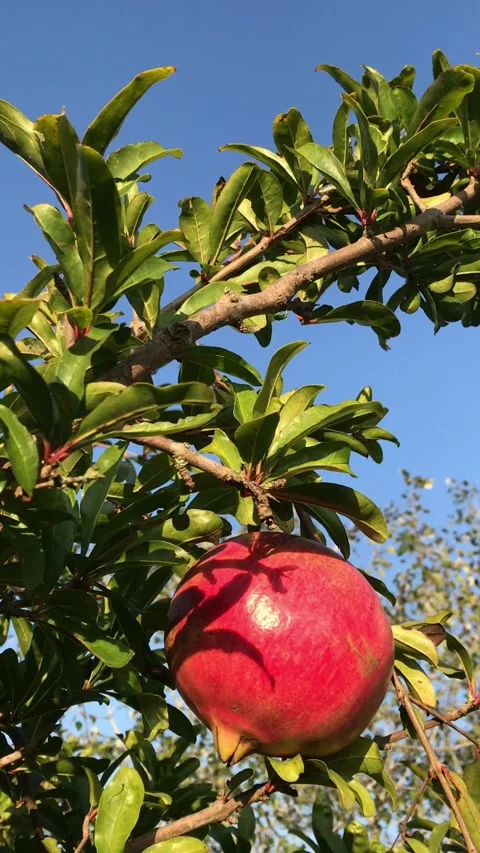 POMEGRANATE FRUIT ON THE TREE BRANCH Stock Footage 296899985