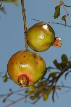 Pomegranate Fruit on Tree Branch for pattern Stock Photos