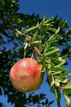 POMEGRANATE FRUIT ON THE TREE BRANCH Stock Photos